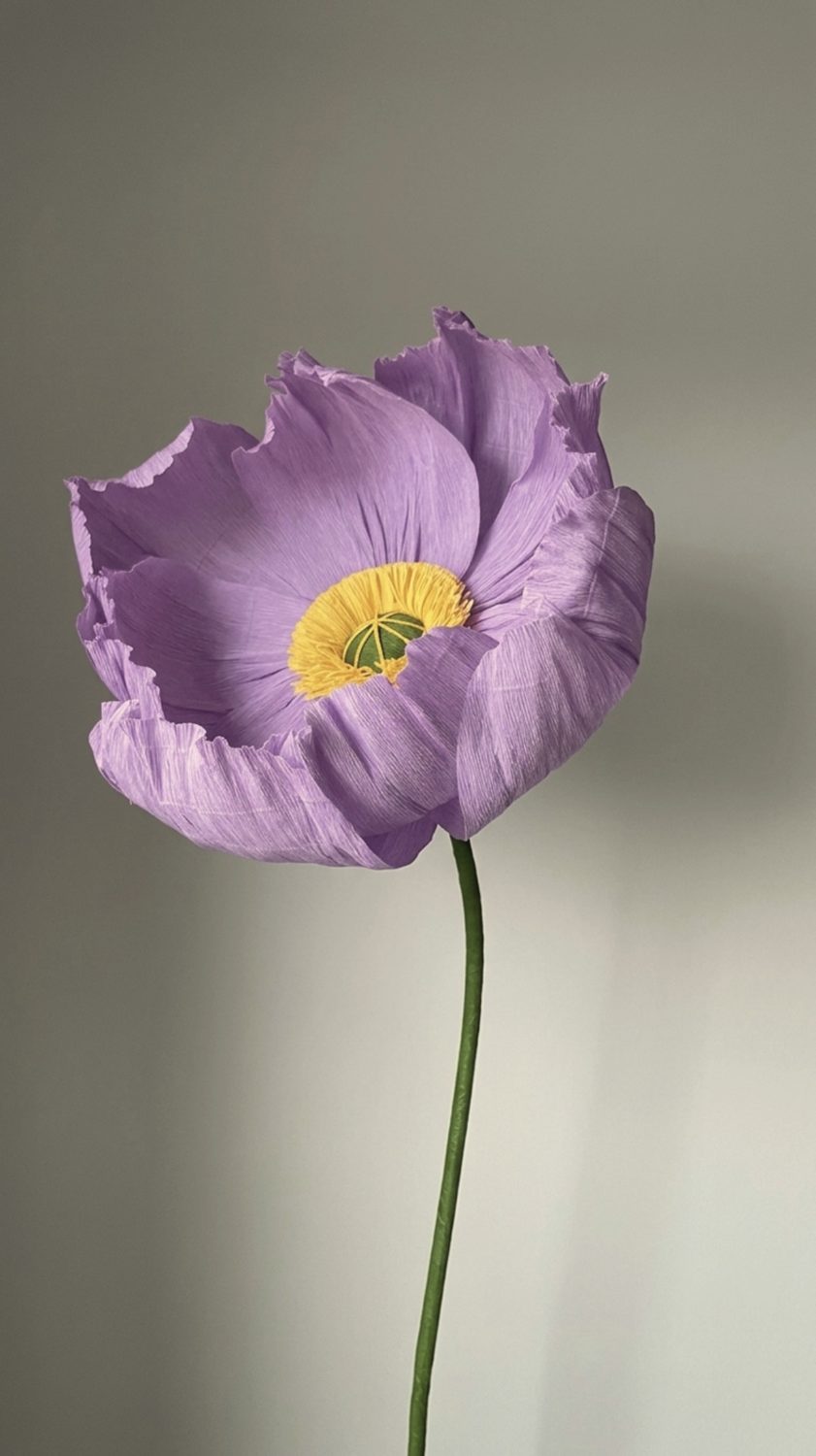 Lavender giant paper poppy